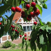 ferienhaus elbstar feriendorf altes land elbe