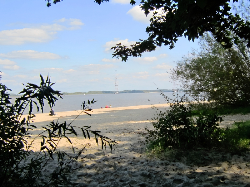 Hund am Elbstrand Bassenfleth im Alten Land